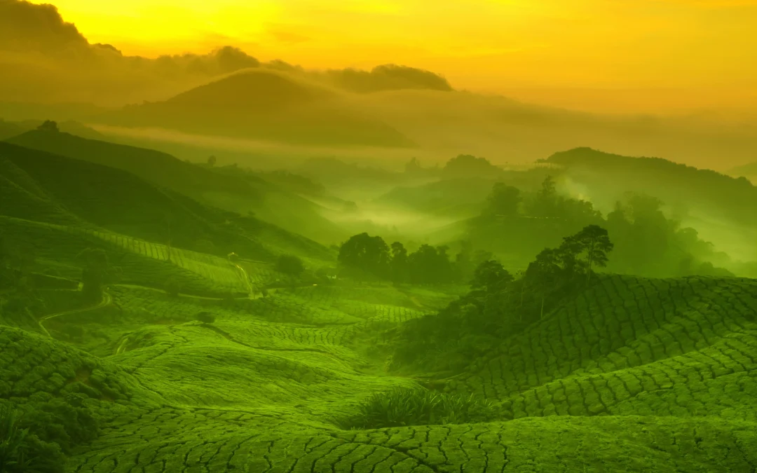 Teeanbau – wo wächst der beste Tee der Welt?