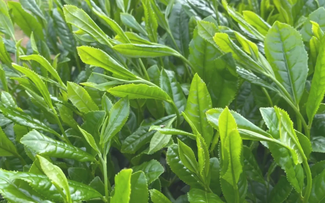 Catechine in grünem Tee – Vorkommen und Eigenschaften